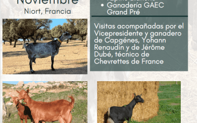 LGFS y las Asociaciones de caprino refuerzan su estrategia internacional en Caprinov 2025 con una misión comercial